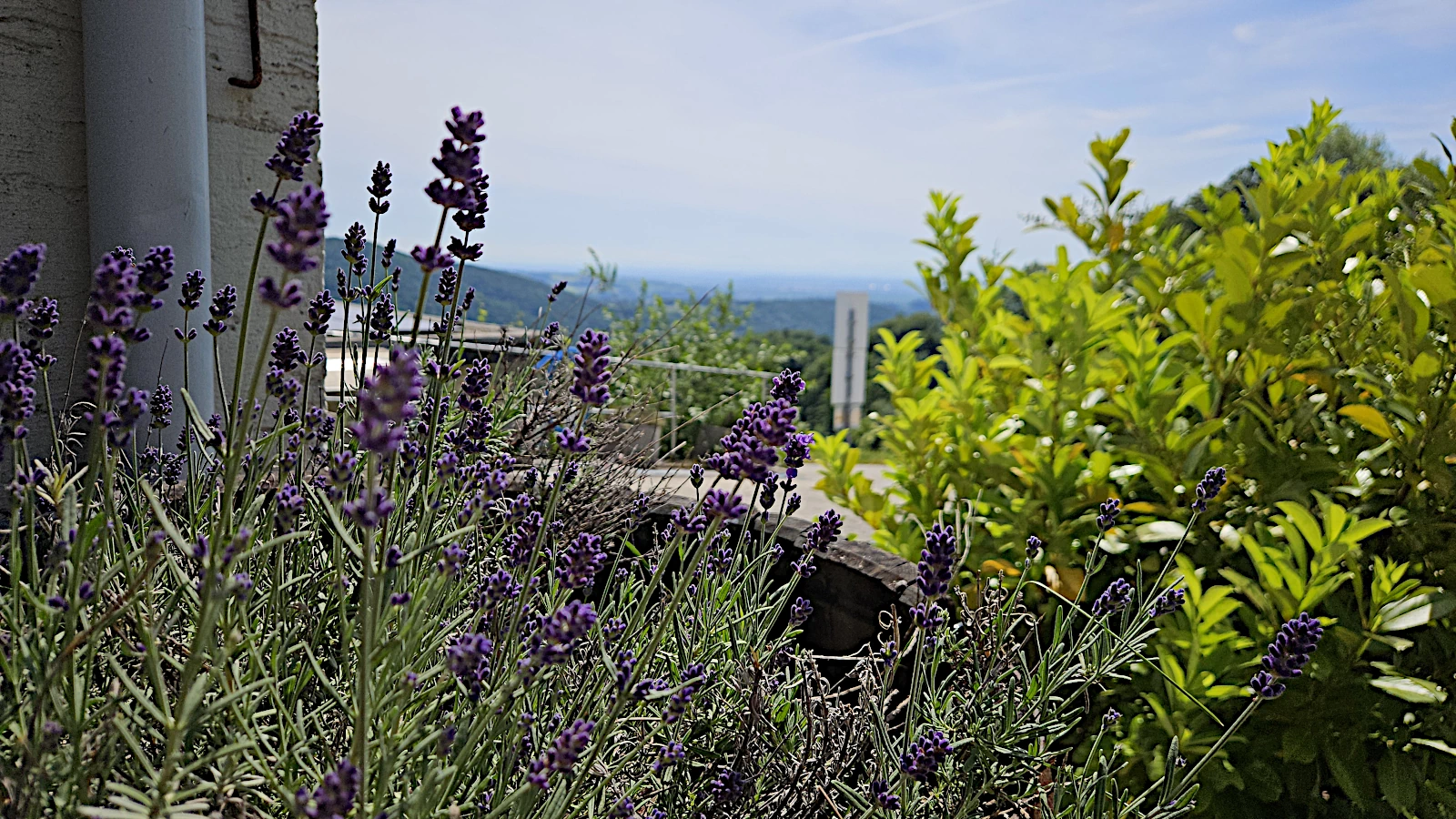 Lavendel & Weitblick